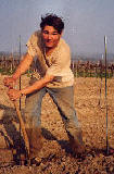 Beim Auspflanzen eines neuen Weingartens...